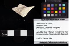 Foto (Objket + Etiketten) von Decapoda indet. 